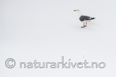 BB 13 0406 / Larus argentatus / Gråmåke